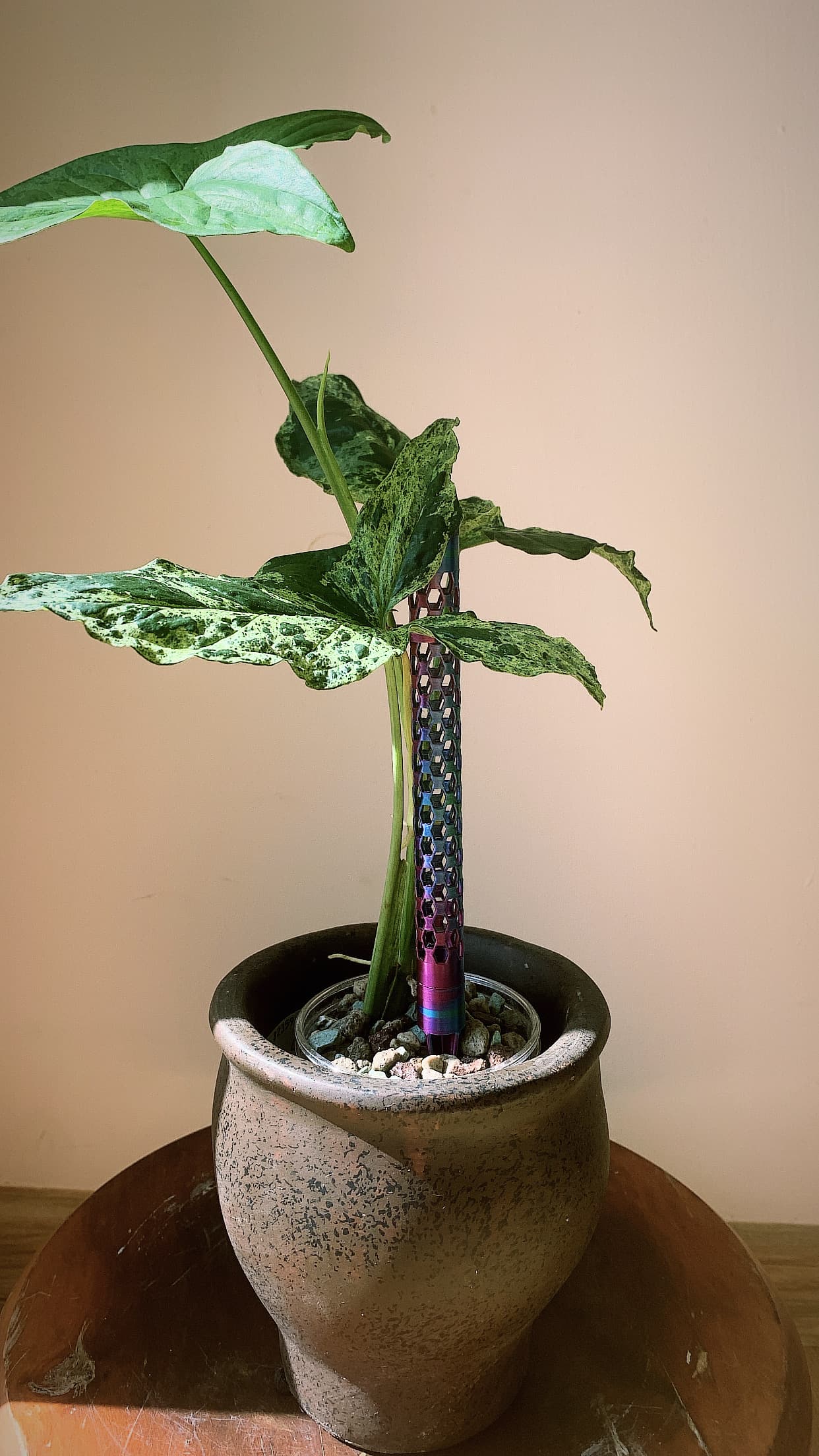 Tęczowy palik modułowy Greenprint3D w doniczce z rośliną