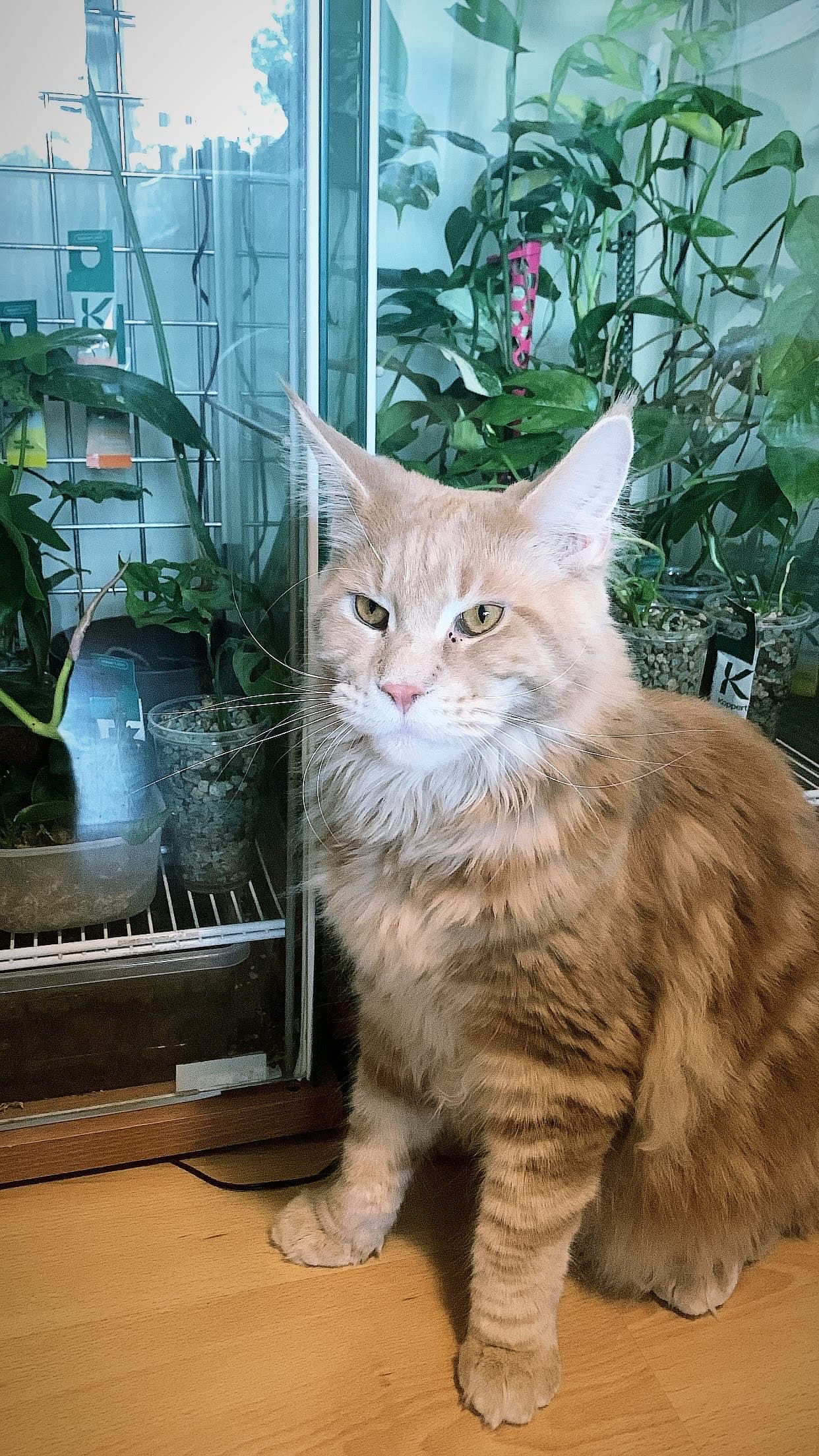 Kot wśród roślin - Greenprint3D